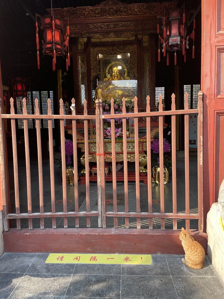 上海龍華寺にもネコがいます